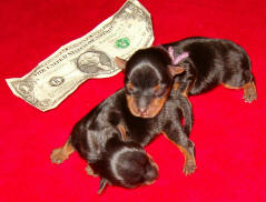 2 week old yorkie puppies