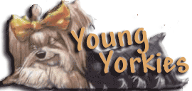 Yorkie pup logo