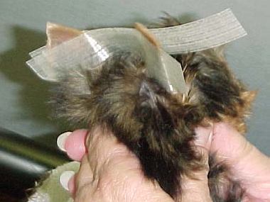 Taping Ears