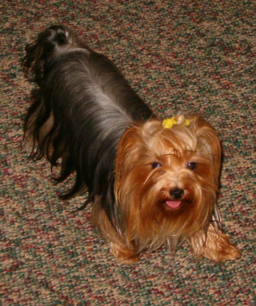 Yorkie Girl Oh So Pretty